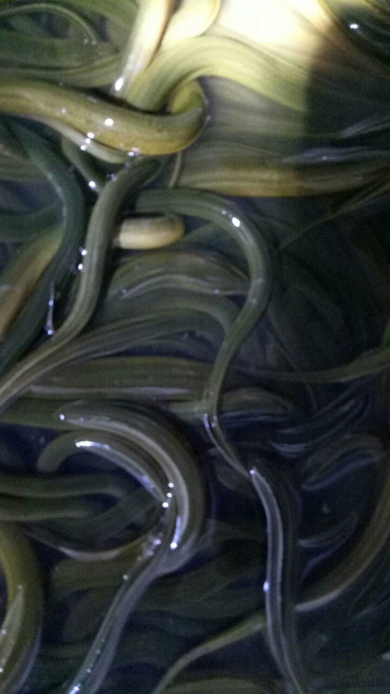 黄鳝苗出售