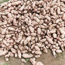 青薯9号土豆大量上市，要的老板速度，微信