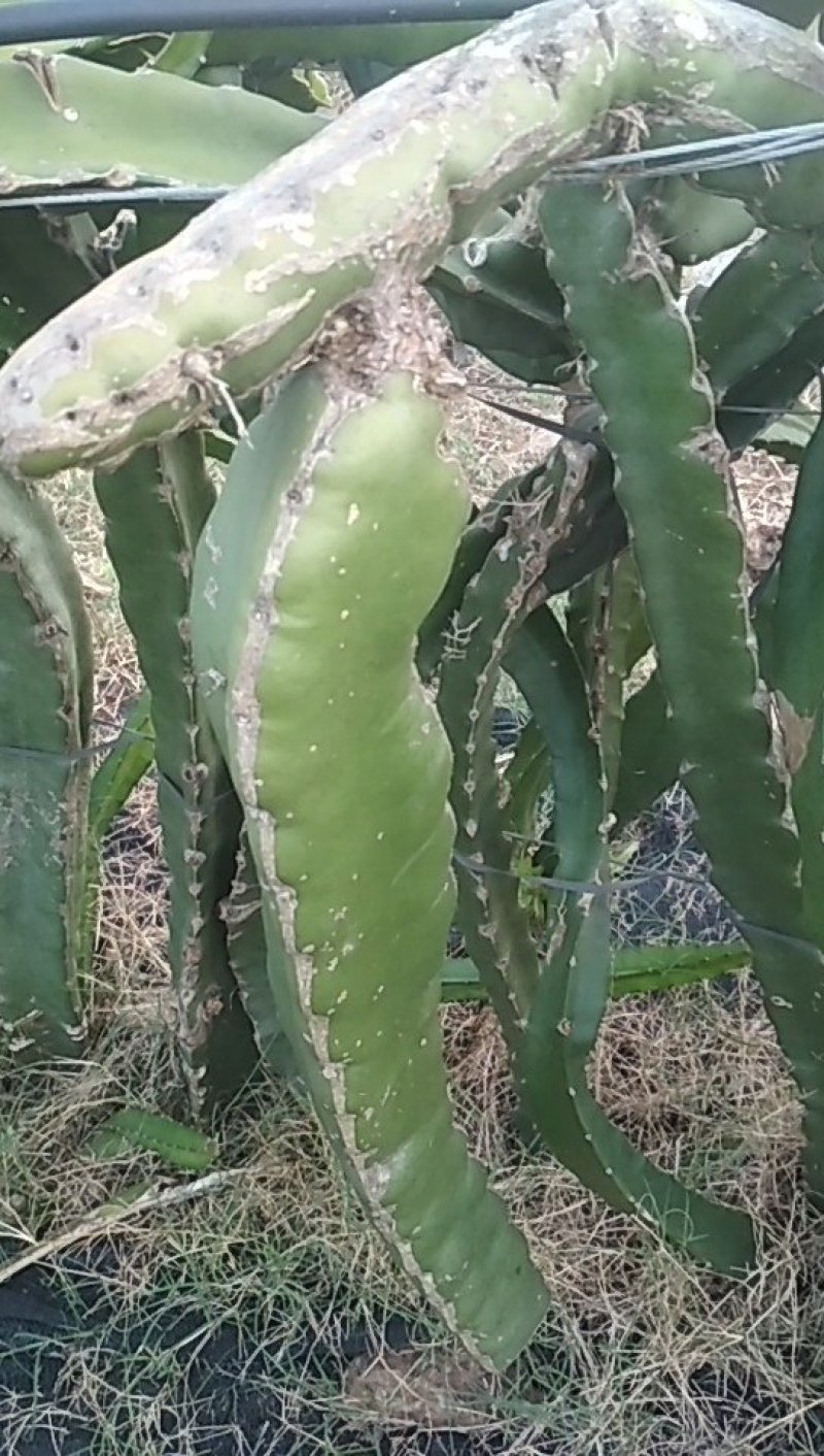 红心火龙果苗