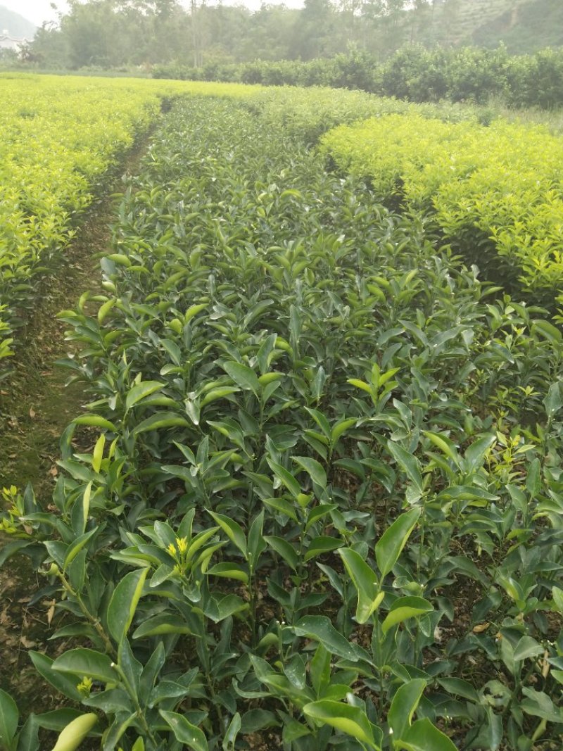 金奎早熟沙糖桔苗（杯苗）移栽苗