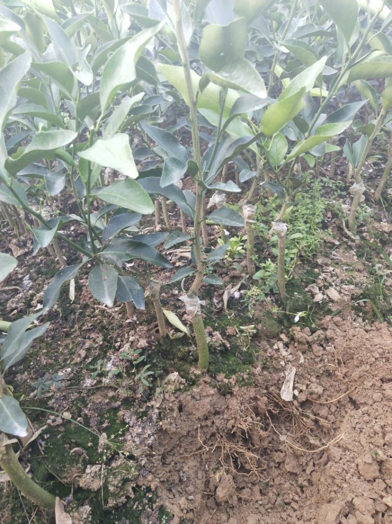 金奎早熟沙糖桔苗（杯苗）移栽苗