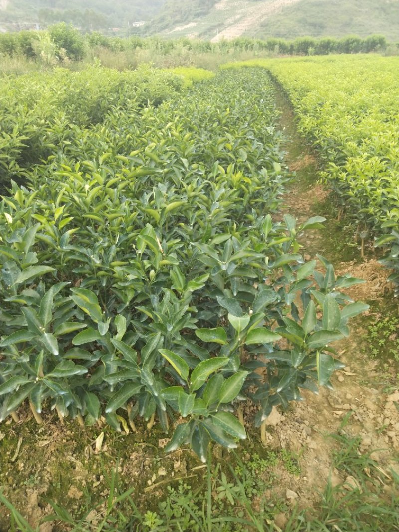 金奎早熟沙糖桔苗（杯苗）移栽苗