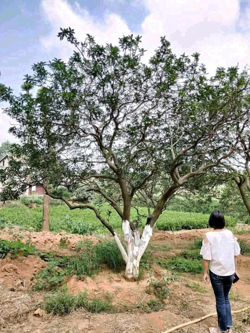 香橼香泡碰柑1-35多杆单杆原生移植