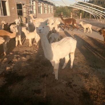 进口华卡约羊驼一手货源现货！