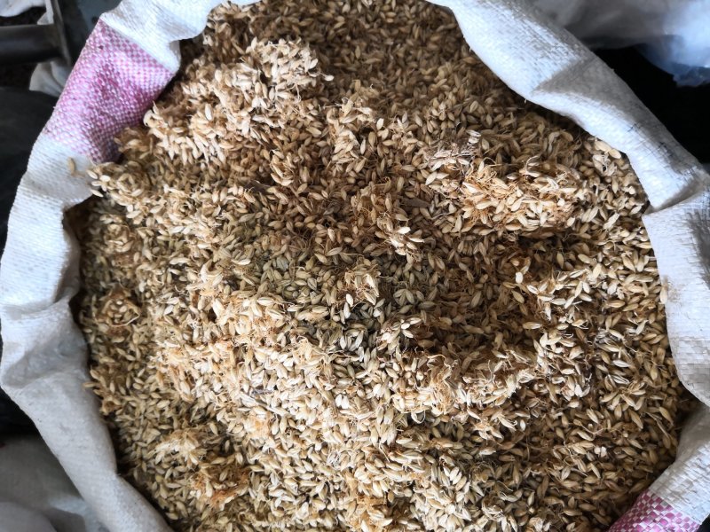 麦芽河北干货2斤起包邮欢迎选购