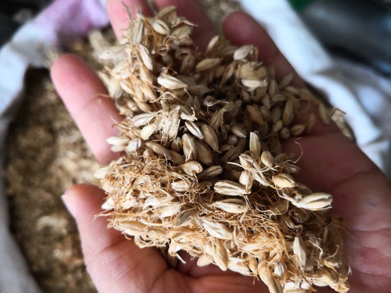 麦芽河北干货2斤起包邮欢迎选购