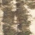 石寄生（干货）