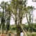 多杆移植全冠香樟野生多杆香樟骨架移植多杆香樟