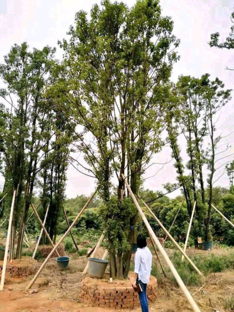 多杆移植全冠香樟野生多杆香樟骨架移植多杆香樟