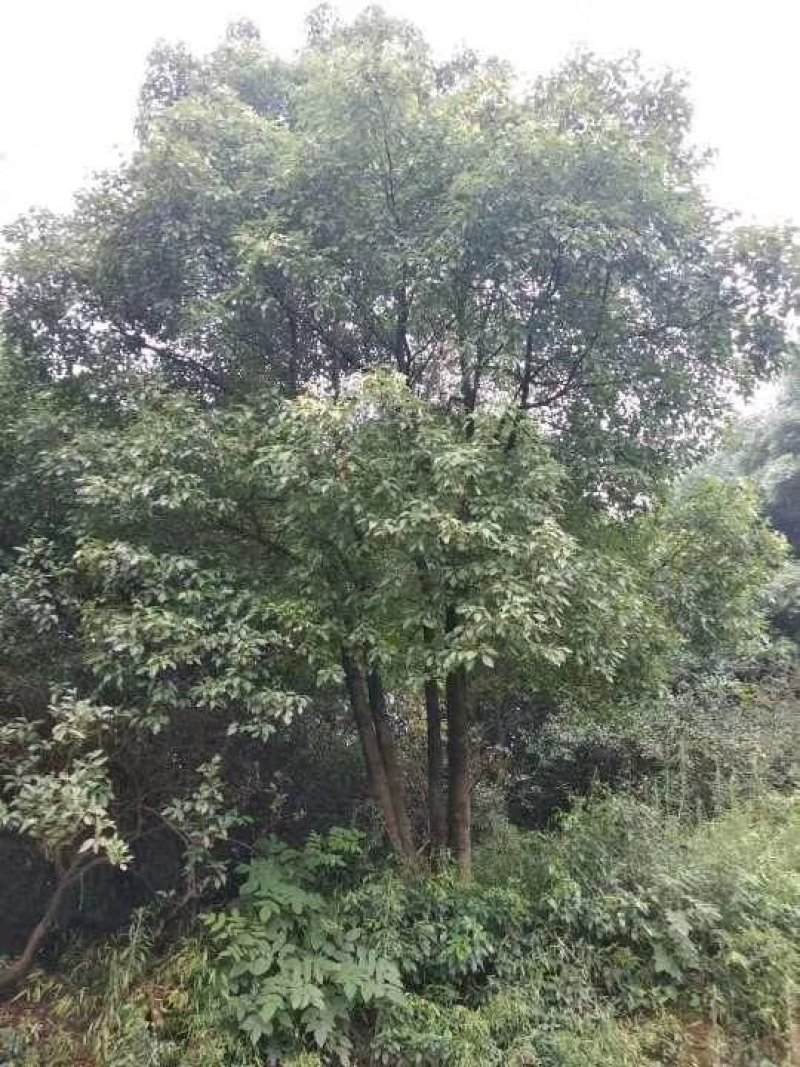 多杆移植全冠香樟野生多杆香樟骨架移植多杆香樟