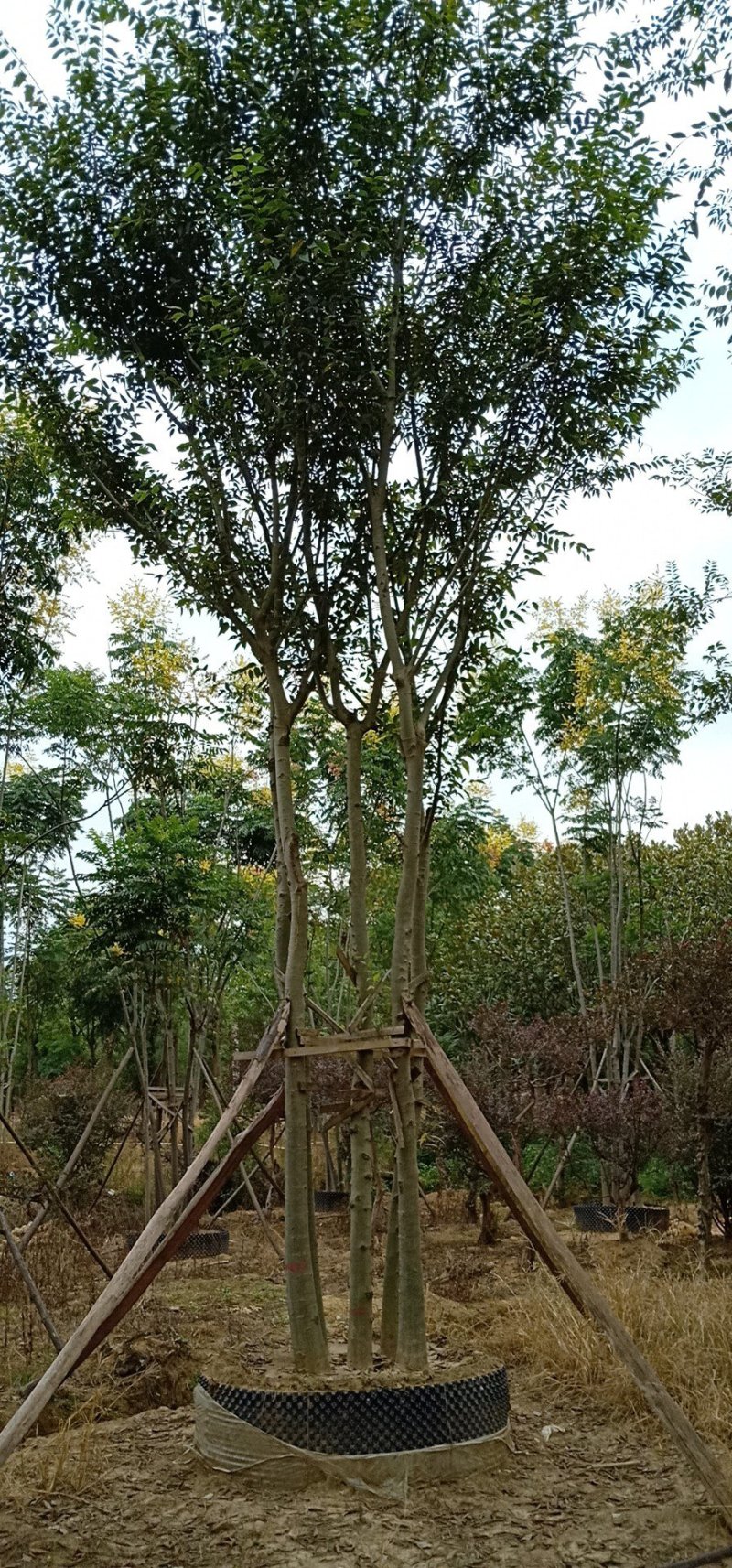 多杆移植全冠香樟野生多杆香樟骨架移植多杆香樟