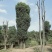 多杆移植全冠香樟野生多杆香樟骨架移植多杆香樟