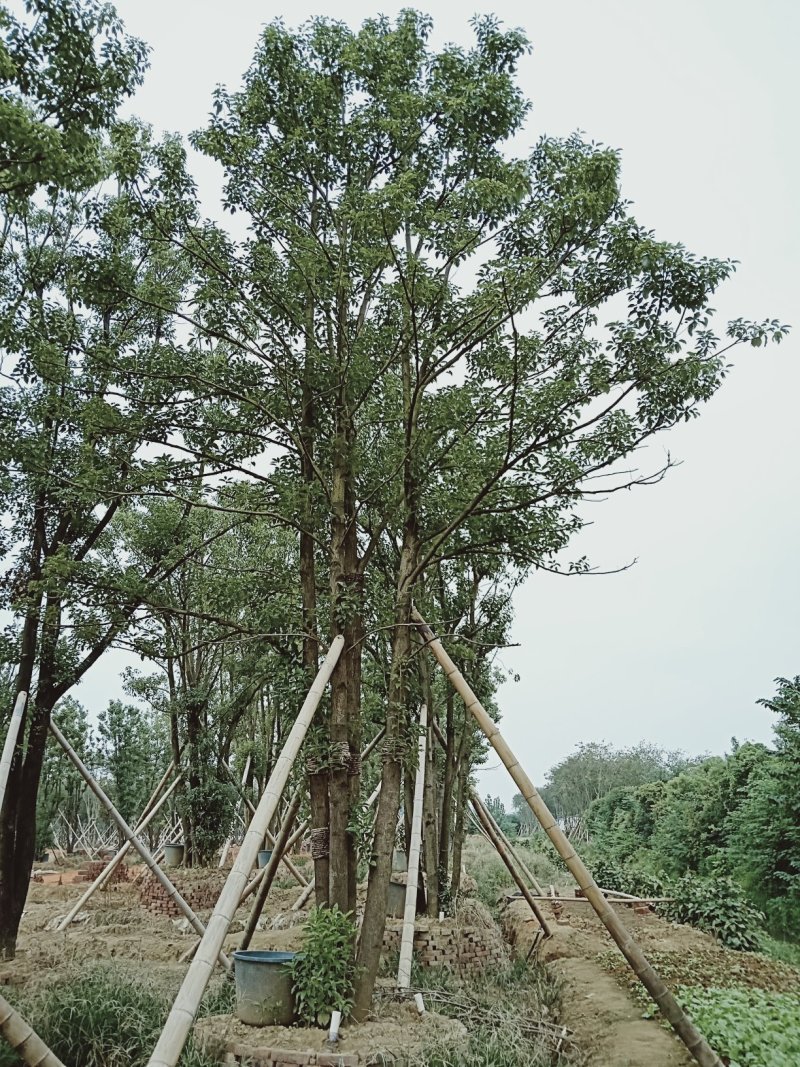 多杆移植全冠香樟野生多杆香樟骨架移植多杆香樟