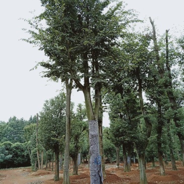 益阳香樟栾树桂花广玉兰朴树碰柑农户一手货源