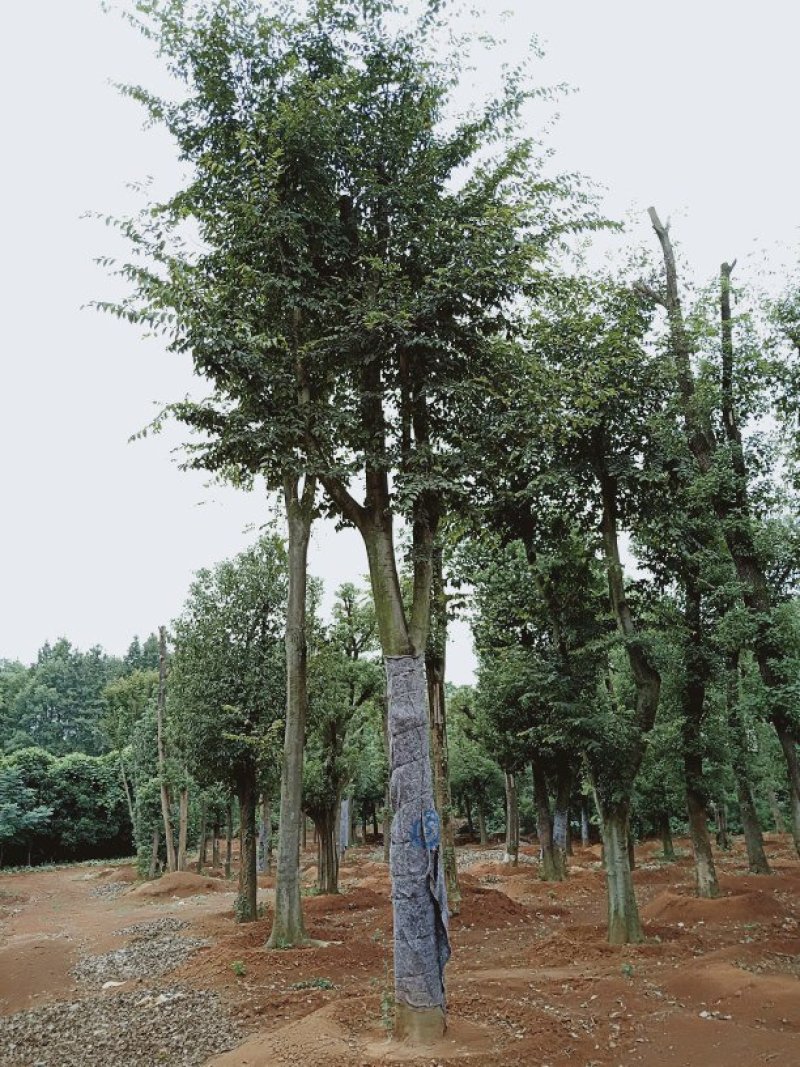 益阳香樟栾树桂花广玉兰朴树碰柑农户一手货源
