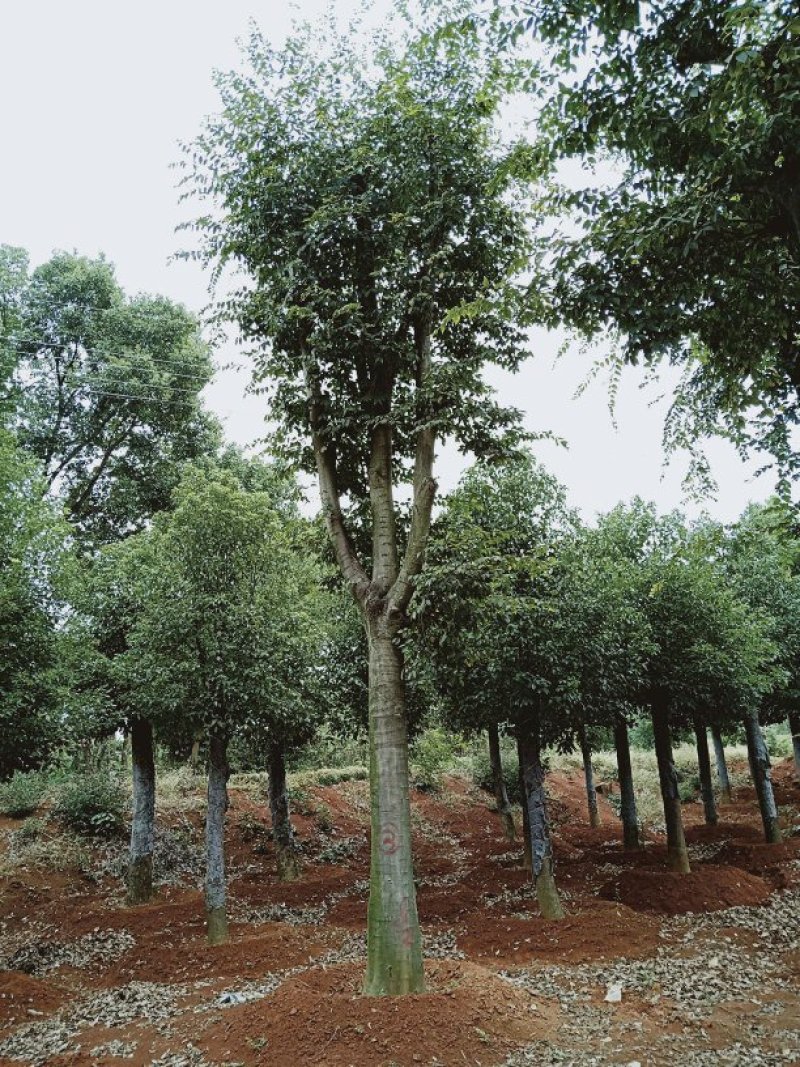 益阳香樟栾树桂花广玉兰朴树碰柑农户一手货源