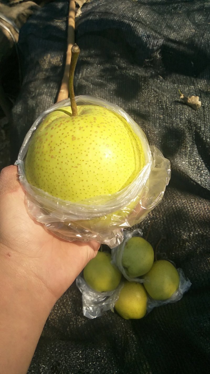 雪花梨
