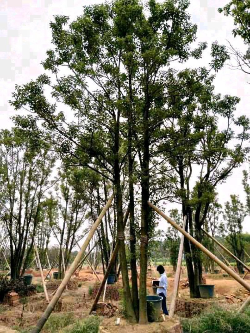 栾树截杆发帽一年苗两年苗全冠自家苗圃基地