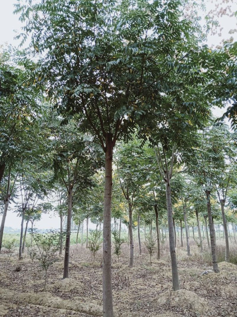 栾树截杆发帽一年苗两年苗全冠自家苗圃基地