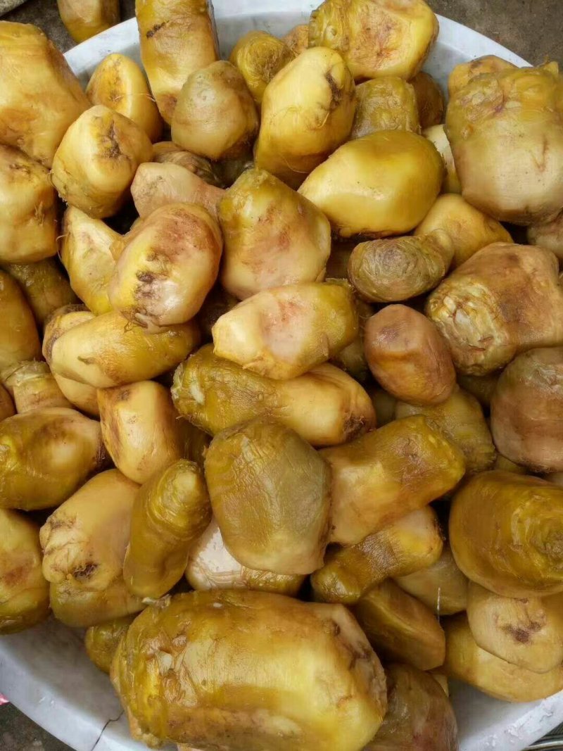大头菜
