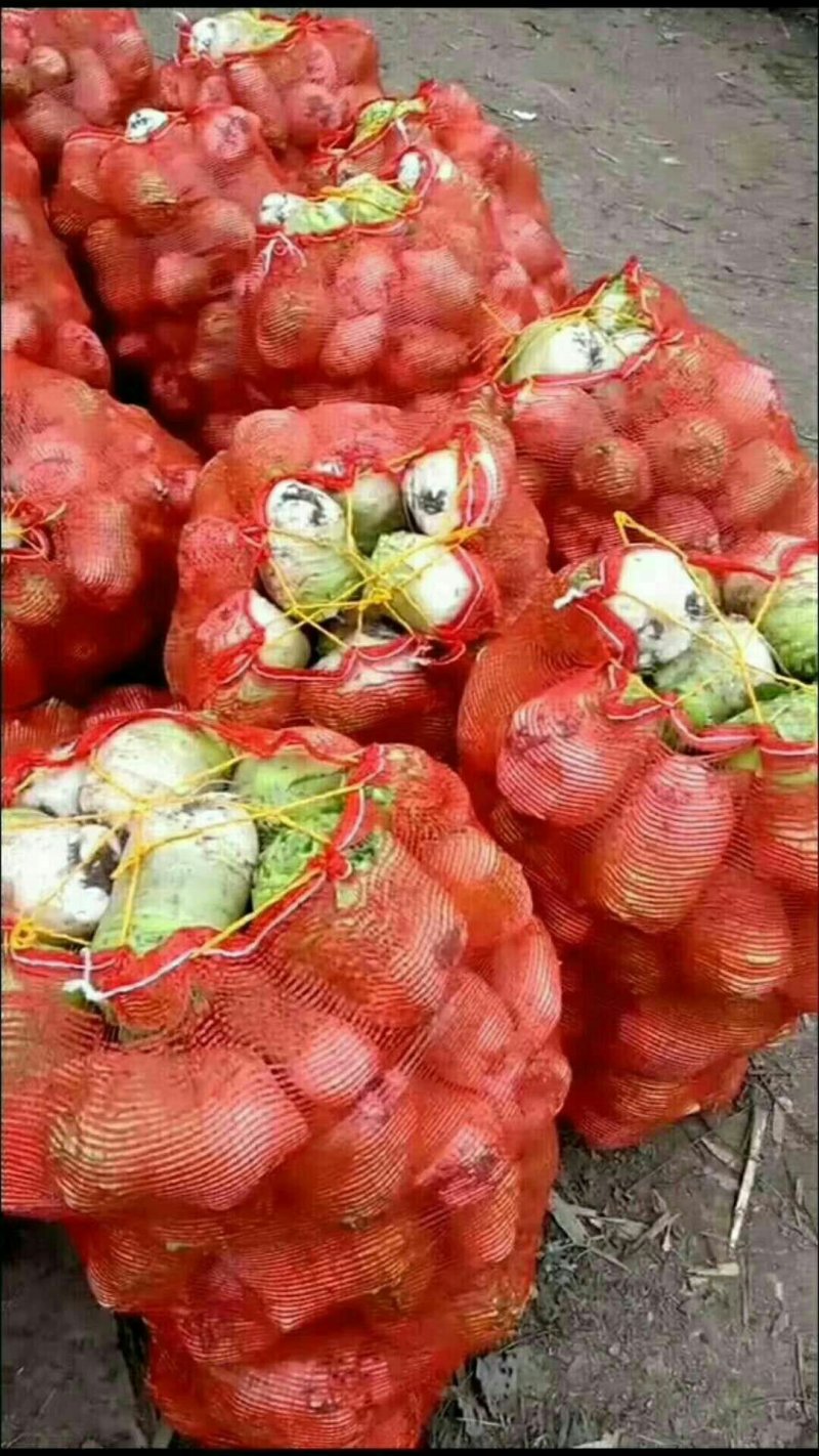 大头菜