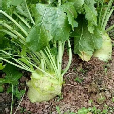 大头菜