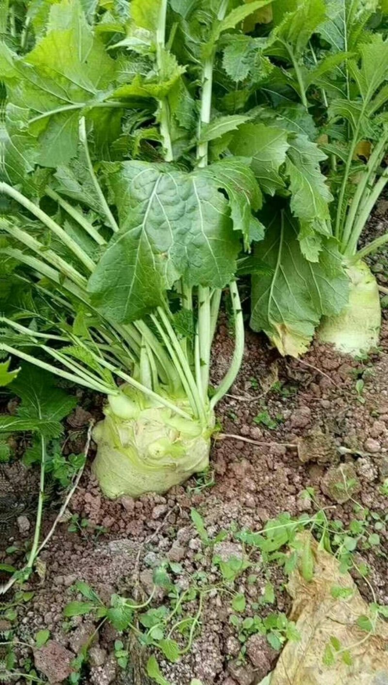 大头菜