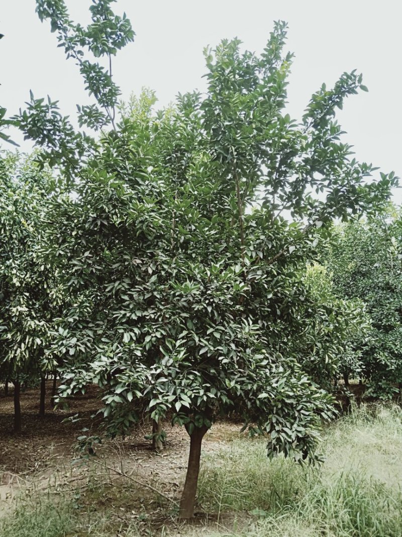 丛生多杆香橼香泡碰柑胡柚碰柑蜜橘子树移植原生袋苗