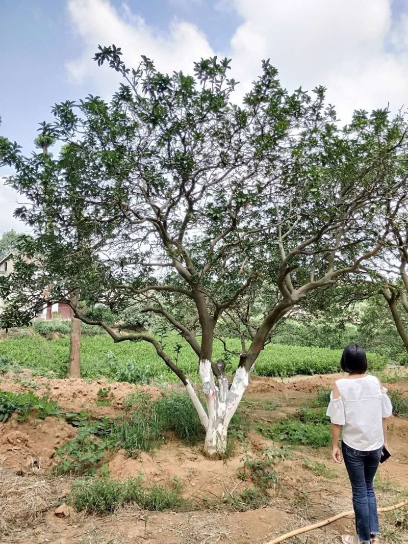 丛生多杆香橼香泡碰柑胡柚碰柑蜜橘子树移植原生袋苗