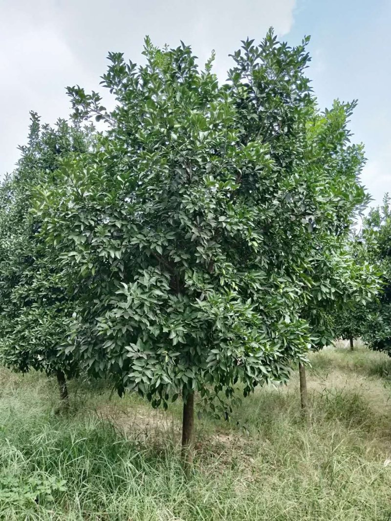 丛生多杆香橼香泡碰柑胡柚碰柑蜜橘子树移植原生袋苗