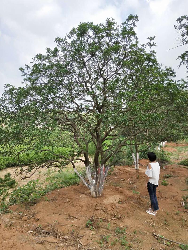 丛生多杆香橼香泡碰柑胡柚碰柑蜜橘子树移植原生袋苗