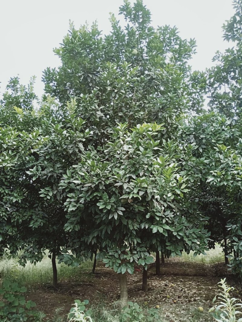 丛生多杆香橼香泡碰柑胡柚碰柑蜜橘子树移植原生袋苗