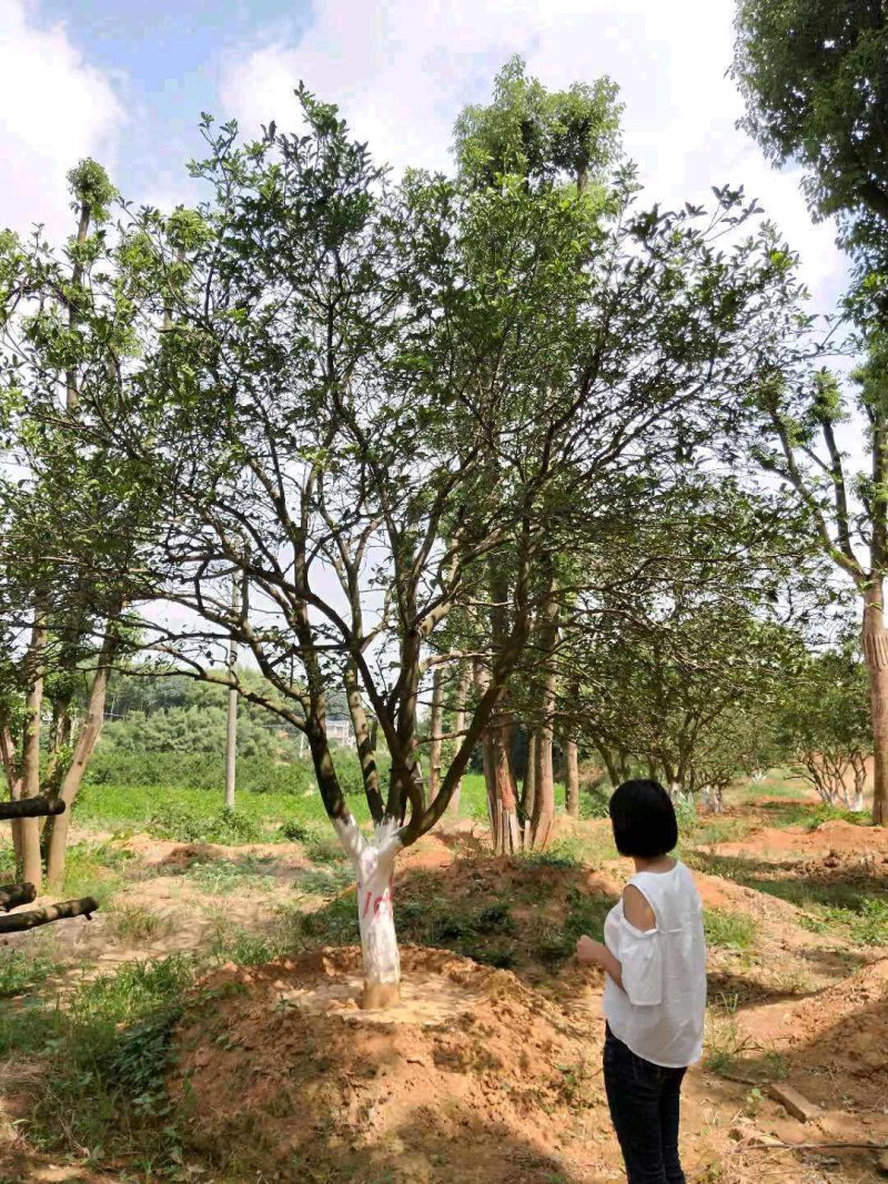 丛生多杆香橼香泡碰柑胡柚碰柑蜜橘子树移植原生袋苗