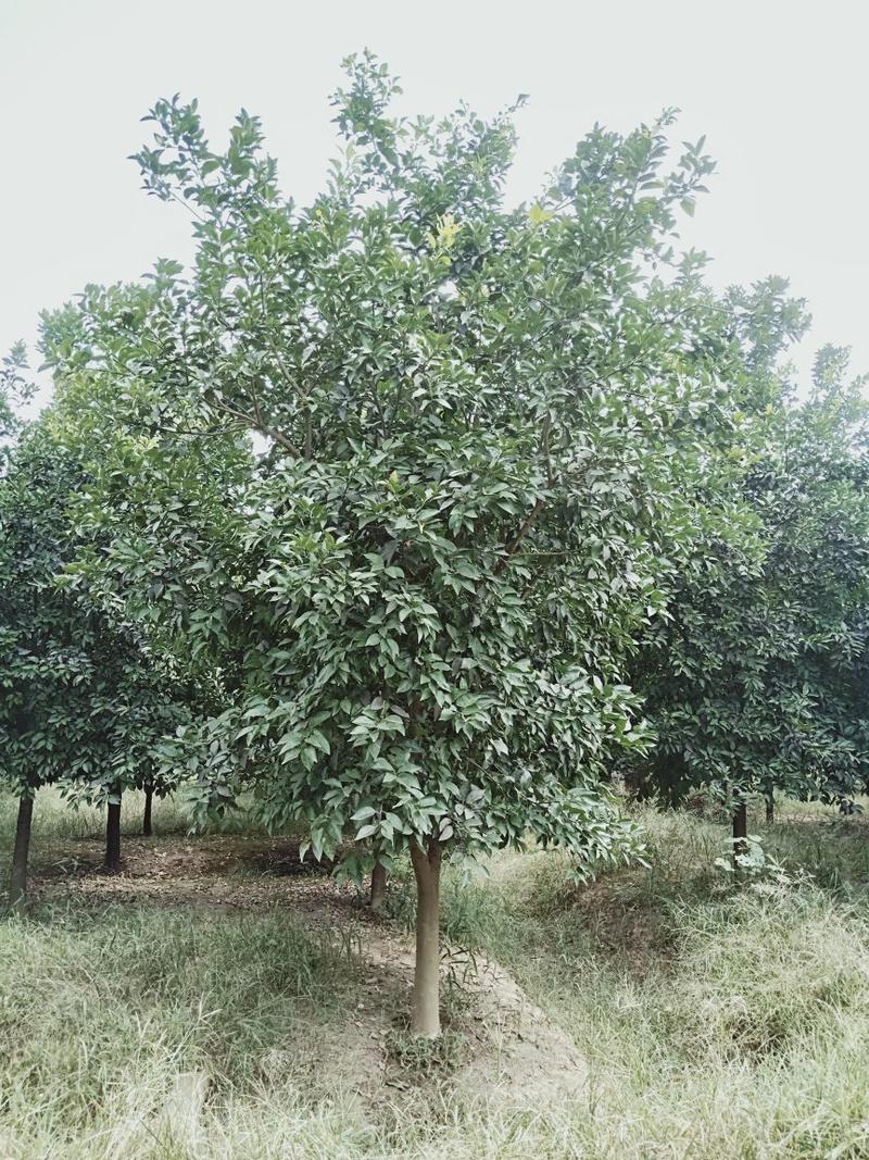 丛生多杆香橼香泡碰柑胡柚碰柑蜜橘子树移植原生袋苗