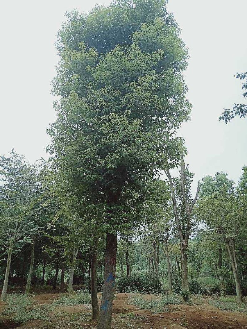 袋苗香樟15-20截杆发帽益阳迎风桥老李一手货源
