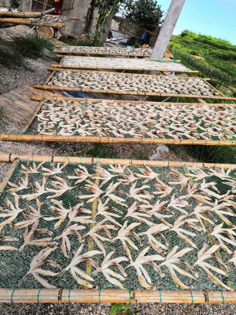 河豚鱼干