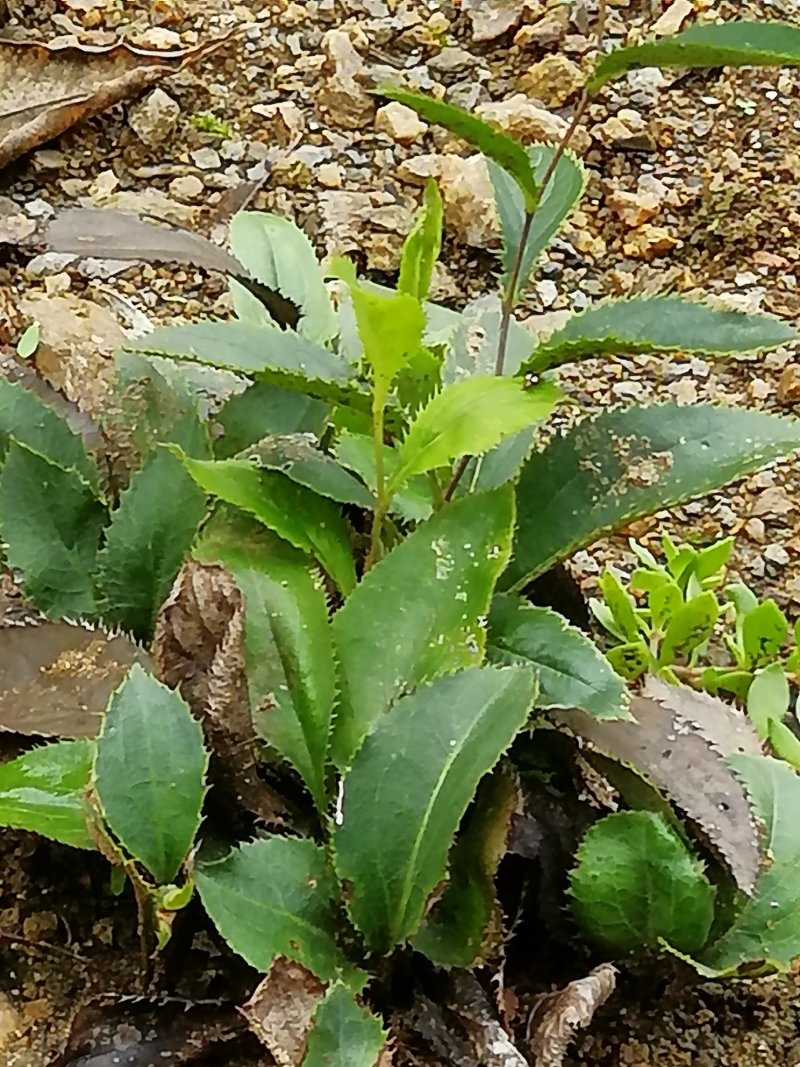 苍术