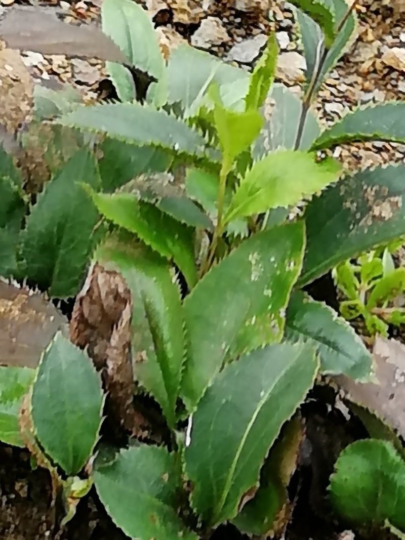 苍术