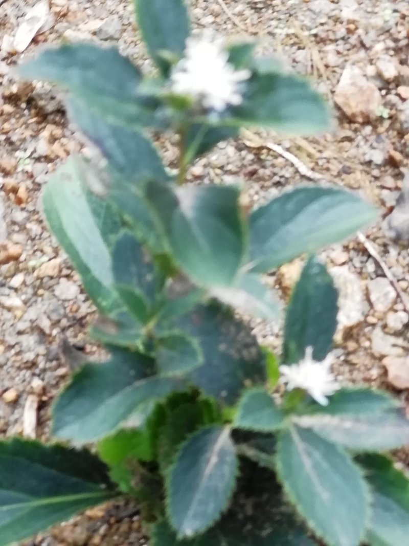 苍术