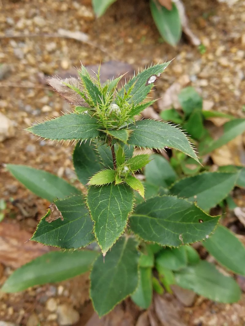 苍术