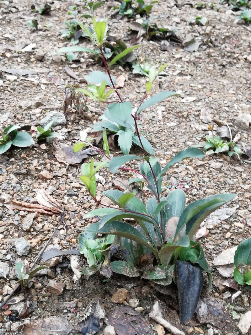 苍术