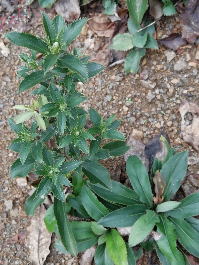 苍术