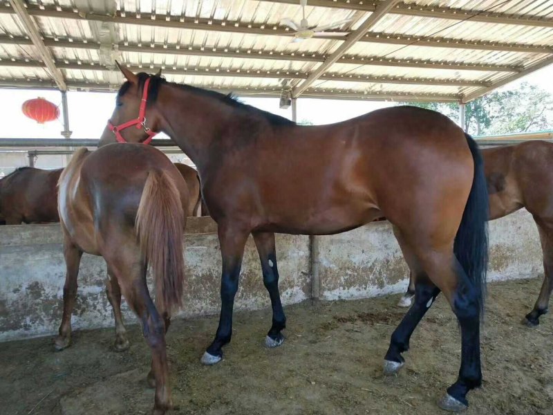 乘骑马🐴