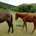 乘骑马🐴