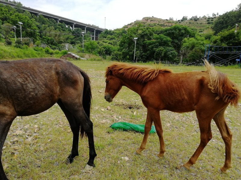 乘骑马🐴