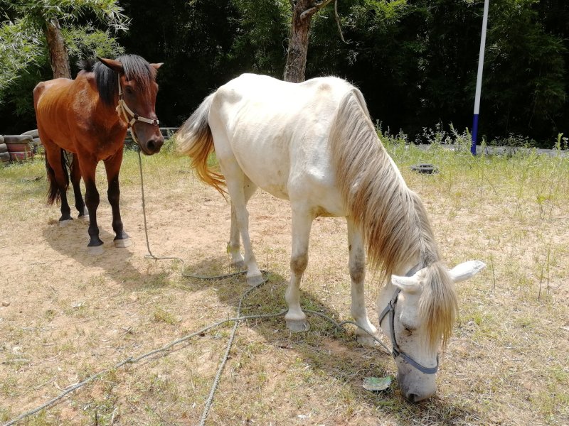 乘骑马🐴