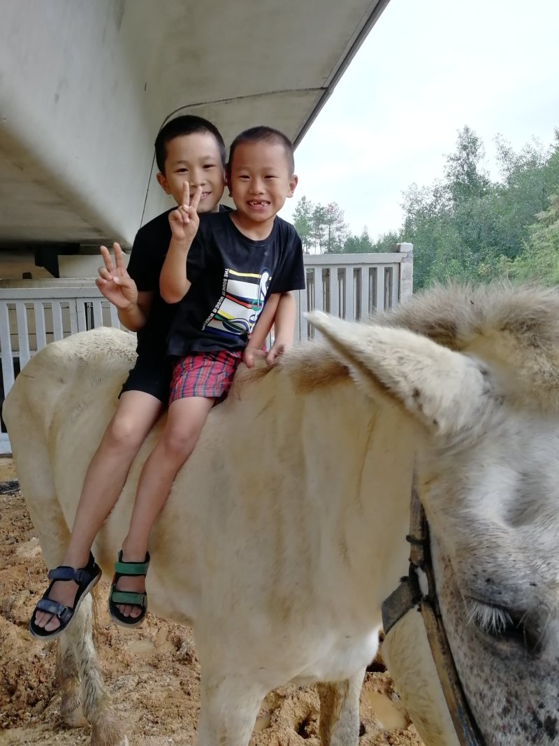 乘骑马🐴