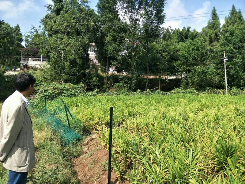 四川省蓬安县徐家镇茶亭乡斑竹林村