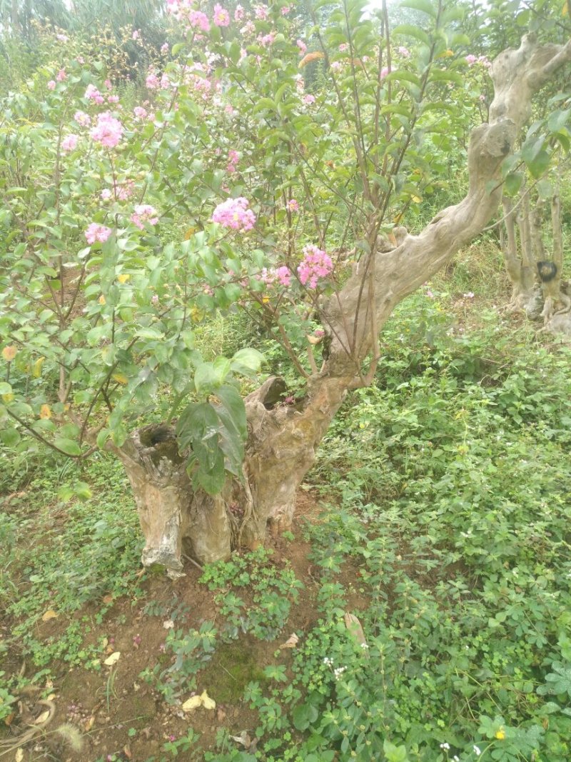 紫薇桩