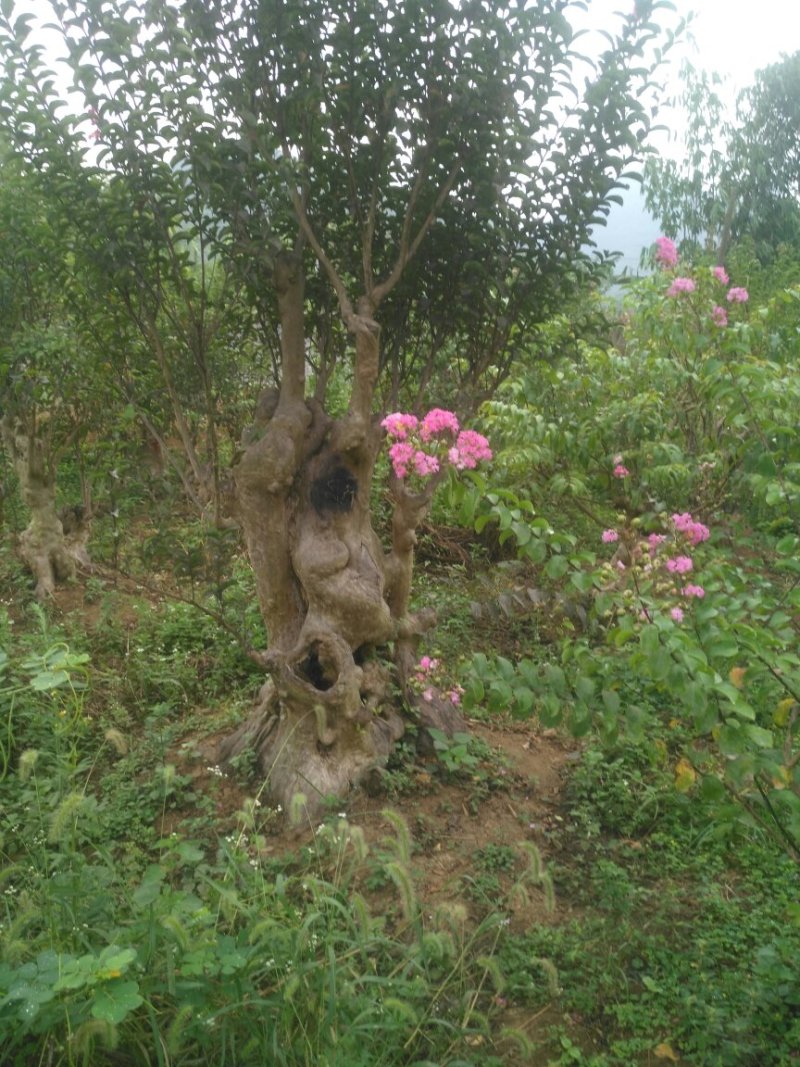 紫薇桩